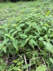 Monarda fistulosa