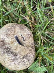 Scleroderma citrinum