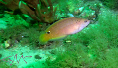 Austrolabrus maculatus