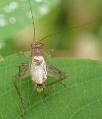 Anaxipha exigua
