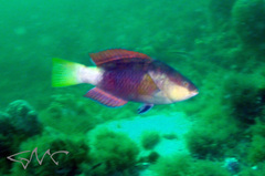 Notolabrus gymnogenis