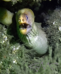 Gymnothorax prasinus