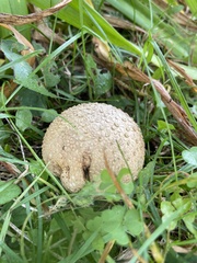 Scleroderma citrinum