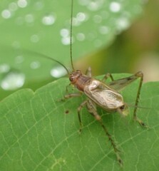 Anaxipha exigua