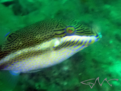 Canthigaster callisterna