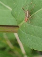 Anaxipha exigua