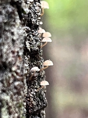 Mycena corticola