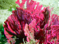 Pleurotoichus clathratus