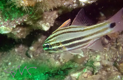 Ostorhinchus limenus