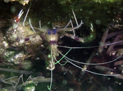 Stenopus hispidus