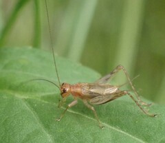 Anaxipha exigua
