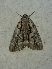Catocala retecta
