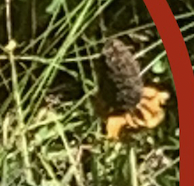 Rudbeckia glaucescens