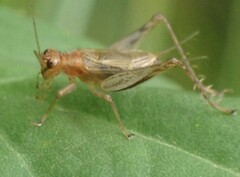 Anaxipha exigua