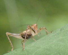 Anaxipha exigua