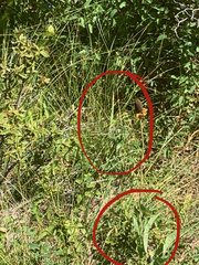 Rudbeckia glaucescens