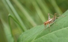 Anaxipha exigua