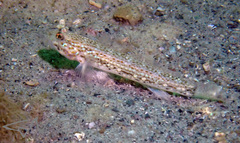 Istigobius hoesei