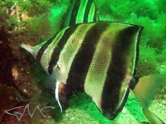 Chelmonops truncatus