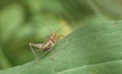 Anaxipha exigua