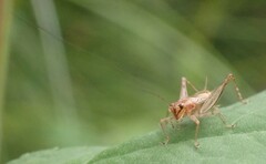 Anaxipha exigua