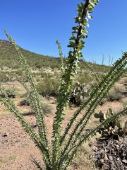 Fouquieria splendens splendens