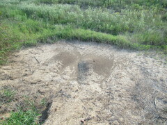 Pogonomyrmex barbatus