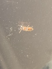 Elateridae