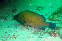 Acanthistius ocellatus