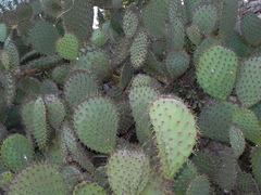Opuntia oricola