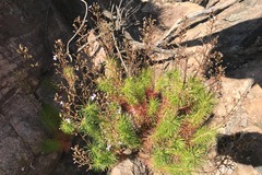 Stylidium laricifolium