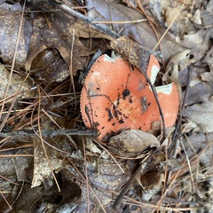 Russula rosacea