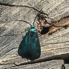 Pollanisus viridipulverulenta