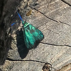 Pollanisus viridipulverulenta