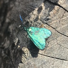 Pollanisus viridipulverulenta