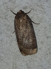 Abagrotis