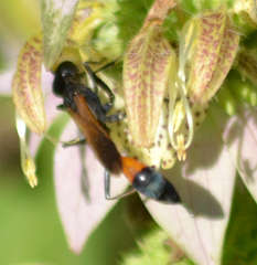 Ammophila placida
