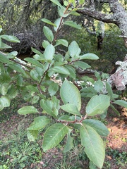 Prunus maritima