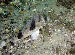 Centropogon australis