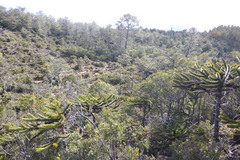 Araucaria araucana