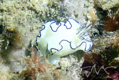 Doriprismatica atromarginata