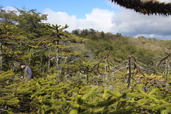 Araucaria araucana