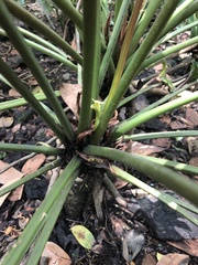 Philodendreae