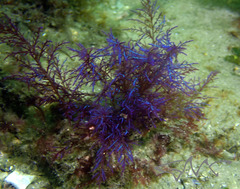 Rhodophyta