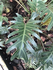 Philodendreae