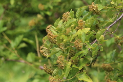 Physocarpus opulifolius