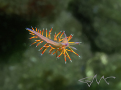 Coryphellina poenicia