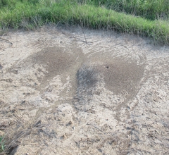 Pogonomyrmex barbatus