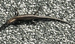 Cryptoblepharus pannosus