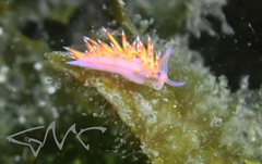 Coryphellina poenicia